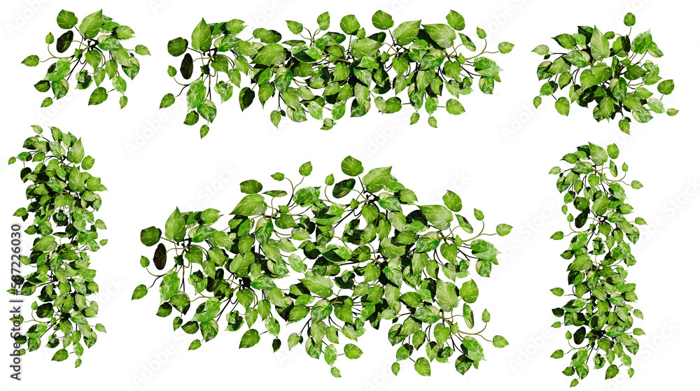 Devil's ivy, collection of beautiful climbing plants, isolated on transparent background Devil's ivy, collection of beautiful climbing plants, isolated on transparent background