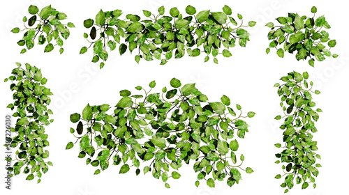 Fényképezés Devil's ivy, collection of beautiful climbing plants, isolated on transparent ba