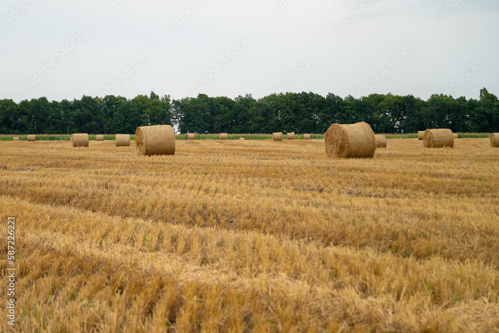 rolled hay rolls on mown field summer harvest season