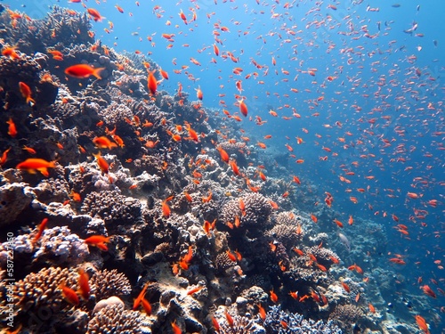 Red Sea fish and coral reef © Ayman