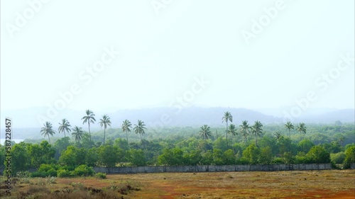 Tropical forest in fog. Misty jungle horizont with palms