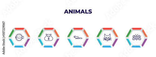editable outline icons with infographic template. infographic for animals concept. included puffer, wombat, marten, lynx, moth icons.