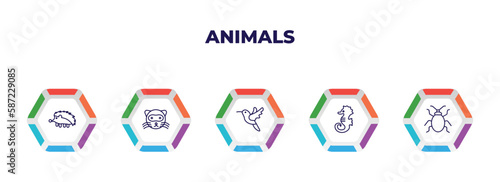 editable outline icons with infographic template. infographic for animals concept. included hegdehog, ferret, humming bird, sea horse, bedbug icons.