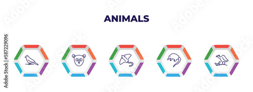 editable outline icons with infographic template. infographic for animals concept. included canary, philippine tarsier, stingray, desman, vulture icons.