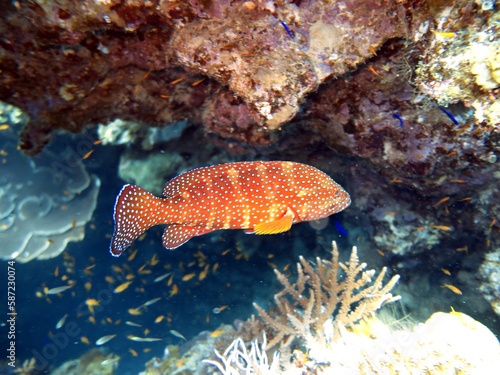 colorful grouper fish