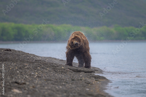 Rządząc krajobrazem, niedźwiedzie brunatne Kamczatki (Ursus arctos beringianus)