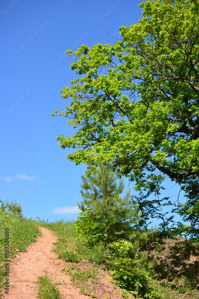 Fototapeta premium A dirt clay path leads to the top of the hill with a tree and blue sky, copy space 