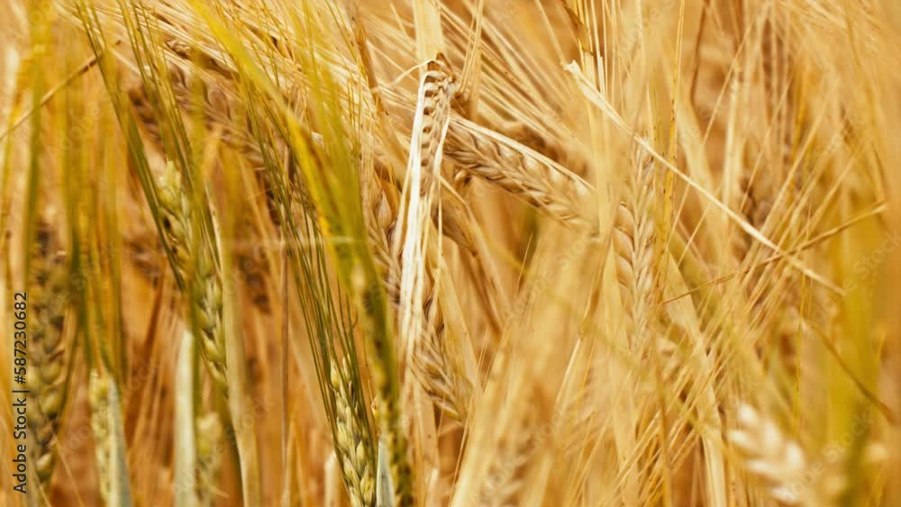 Close shot of beautiful golden wheat swaying in the wind. Perfect for agricultural or natural beauty projects and in a promotional video for a farmer's market or a farm-to-table restaurant. Close shot of beautiful golden wheat swaying in the wind. Perfect for agricultural or natural beauty projects and in a promotional video for a farmer's market or a farm-to-table restaurant.