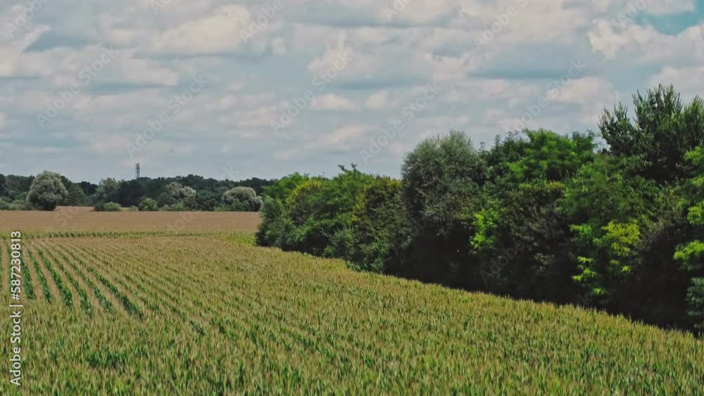 Aerial moving up and revealing a freshly looking harvest ready cornfield. Perfect for agricultural projects, a promotional video for a farmer's market or a farm-to-table restaurant. Aerial moving up and revealing a freshly looking harvest ready cornfield. Perfect for agricultural projects, a promotional video for a farmer's market or a farm-to-table restaurant.