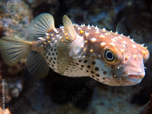 red sea balloon fish , close up © Ayman