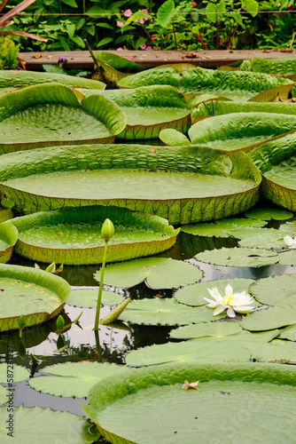 Victoria amazonica also called Victoria regia is a species of flowering plant, the second largest in the water lily family Nymphaeaceae. It is called Uape Jacana in Brazil