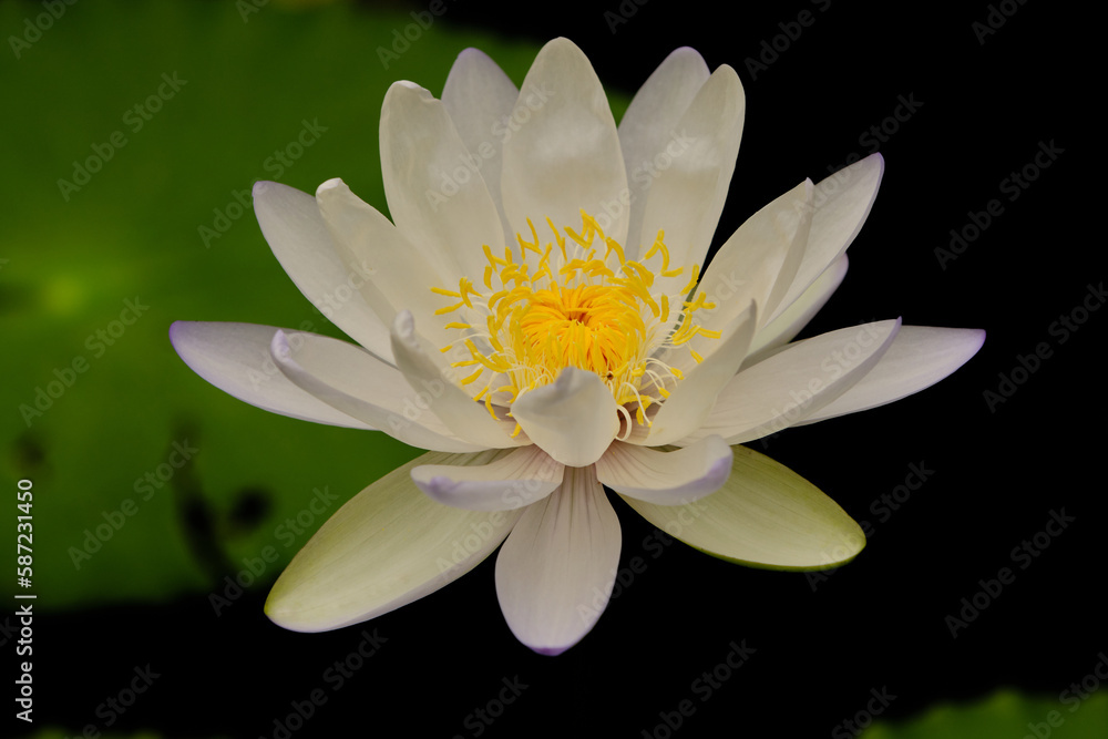 Nymphaeaceae, is a family of flowering plants, commonly called water lilies. They live as rhizomatous aquatic herbs in temperate and tropical climates around the world