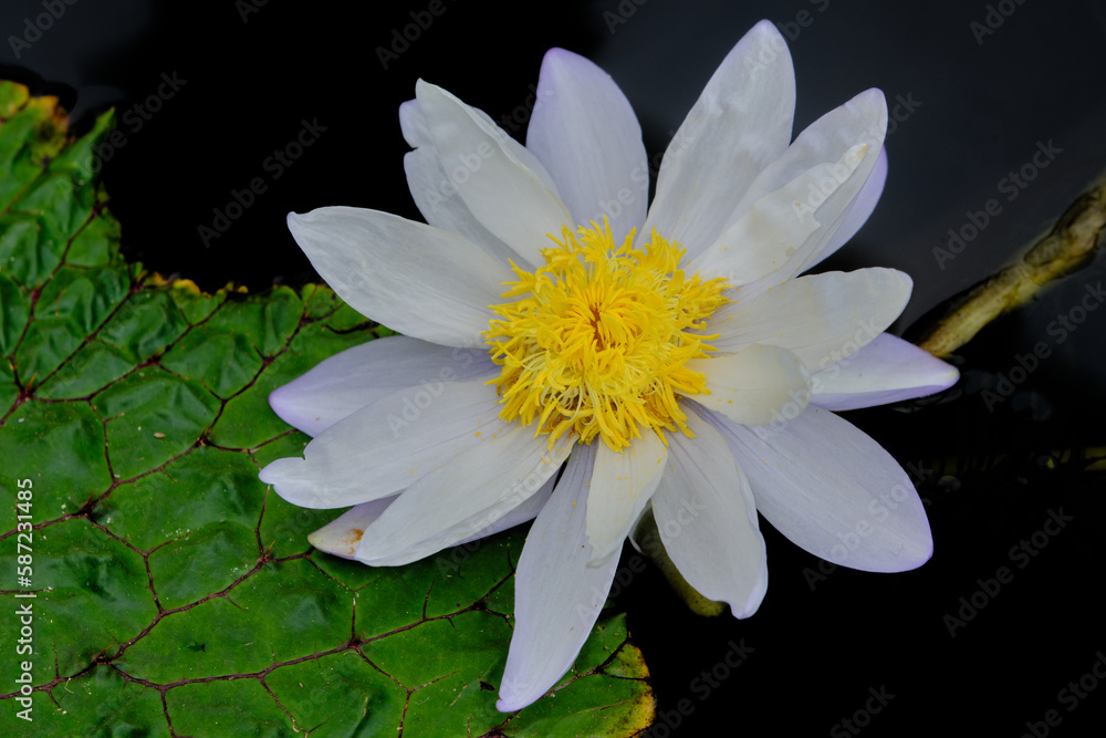 Nymphaeaceae, is a family of flowering plants, commonly called water lilies. They live as rhizomatous aquatic herbs in temperate and tropical climates around the world Nymphaeaceae, is a family of flowering plants, commonly called water lilies. They live as rhizomatous aquatic herbs in temperate and tropical climates around the world