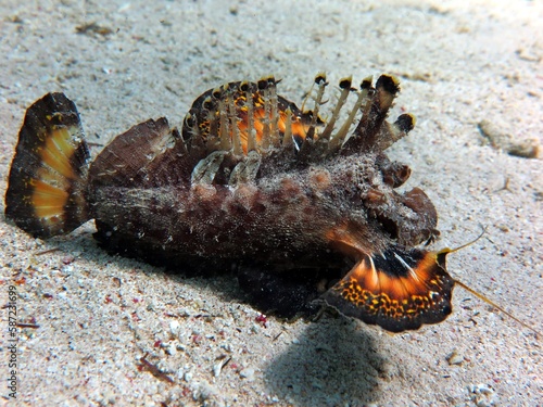 Red Sea Walkman, also known as sea goblin, demon stinger or devil stinger, is a Western Pacific member of the Inimicus genus of venomous fishes, closely related to the true stone fishes.  photo