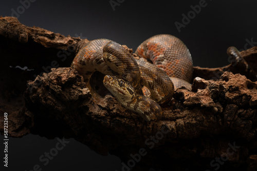 Amazon tree boa curled up in rings in piece of bark. Portrait of Corallus hortulana in the studio. Evil muzzle of a snake. High quality photo