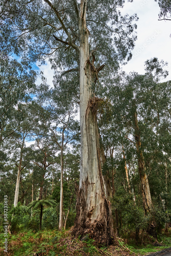 Fototapeta premium Cardinia Reservoir is an Australian man-made water supply saddle dam reservoir. The 287,000 ML water store is located in Emerald–Clematis–Dewhurst in south-eastern suburbs of Melbourne
