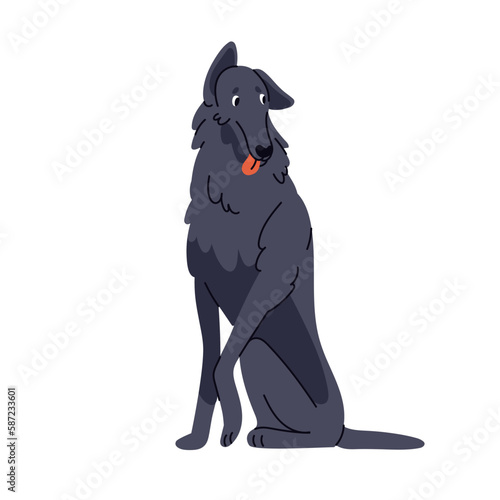 Borzoi dog. Doggy of Sighthound breed, pedigree. Cute canine animal sitting, looking aside. Adorable funny pet with tongue out. Flat vector illustration isolated on white background
