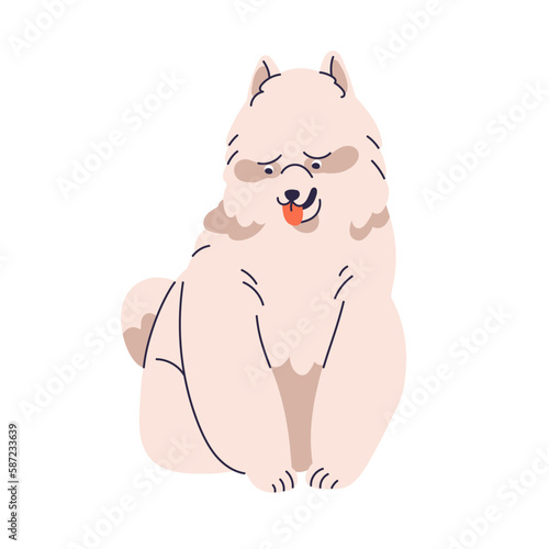 Samoyed, big canine animal breed. Cute funny doggy with fluffy shaggy hair, fuzzy coat. Pedigreed Russian Siberian hairy puppy with tongue out. Flat vector illustration isolated on white background