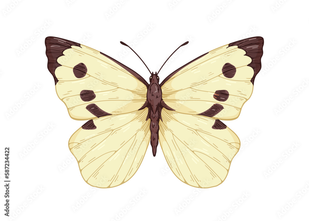 Cabbage butterfly, moth species drawn in retro style. Pieris brassicae, flying insect with antenna, wings. Realistic detailed vintage drawing. Vector graphic illustration isolated on white background