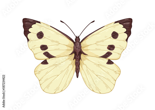 Cabbage butterfly, moth species drawn in retro style. Pieris brassicae, flying insect with antenna, wings. Realistic detailed vintage drawing. Vector graphic illustration isolated on white background