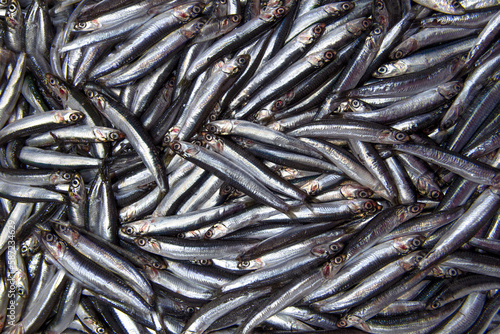 Fresh anchovies background.Black Sea anchovy. 
