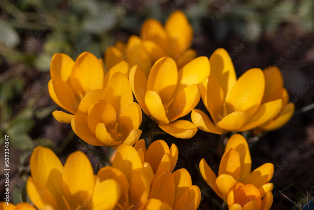 Beautiful spring yellow flowers of Crocus blooming in the garden, close up Beautiful spring yellow flowers of Crocus blooming in the garden, close up