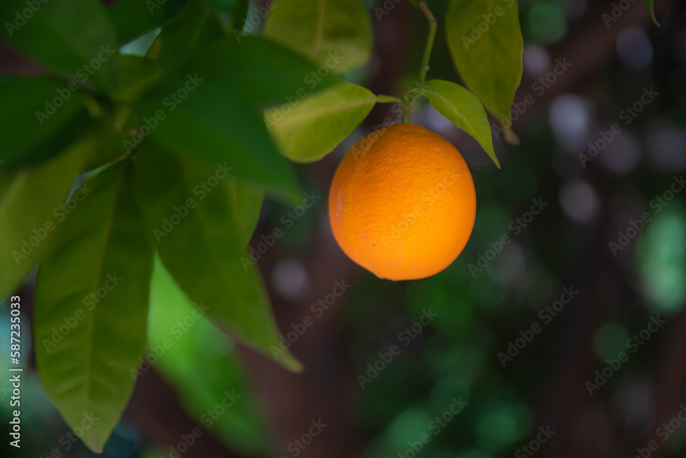 Orange Tree Close up. Beautiful orange tree of delicious oranges. Spanish oranges. Orange tree background Orange Tree Close up. Beautiful orange tree of delicious oranges. Spanish oranges. Orange tree background
