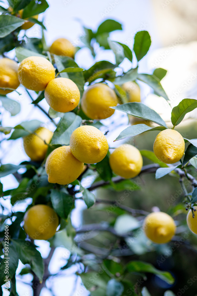 lemon tree in the garden