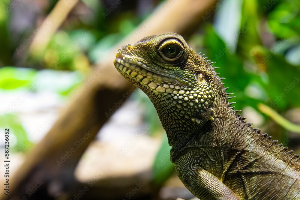 A portrait of a Chinese Water Dragon against a green background A portrait of a Chinese Water Dragon against a green background