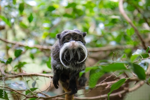 Bearded emperor tamarin monkey photo