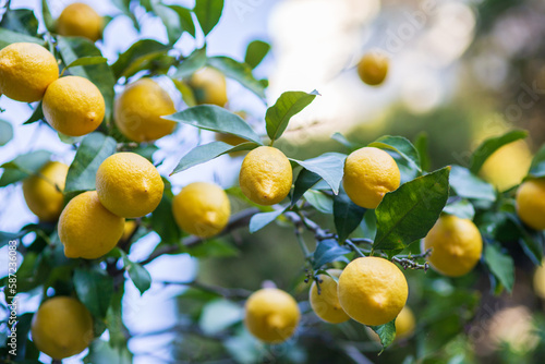 A lemon tree with many ripe lemons on it. 