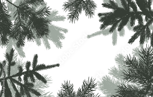 coniferous branches of trees silhouette, background. Vector illustration