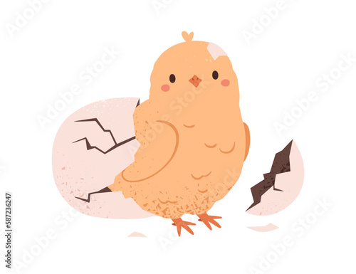 Cute chick hatched from egg shell. Funny yellow newborn chicken, baby bird outside cracked damaged crashed eggshell. New life, birth concept. Flat vector illustration isolated on white background
