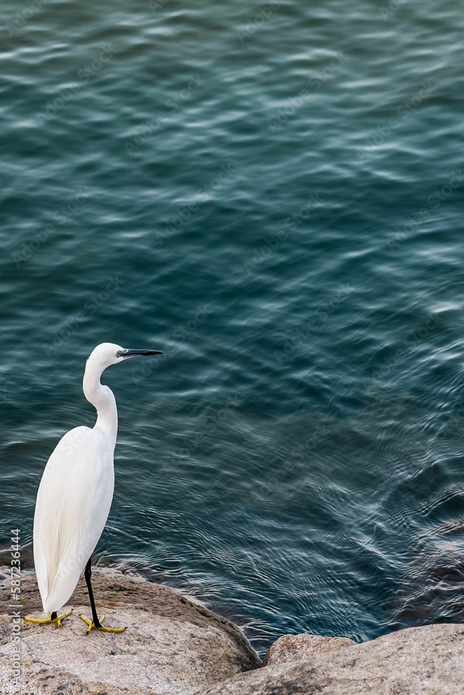 Vertical shot of a white egret bird perched near a blue pond Vertical shot of a white egret bird perched near a blue pond