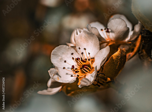Blossom in the spring sunlight © Steffi