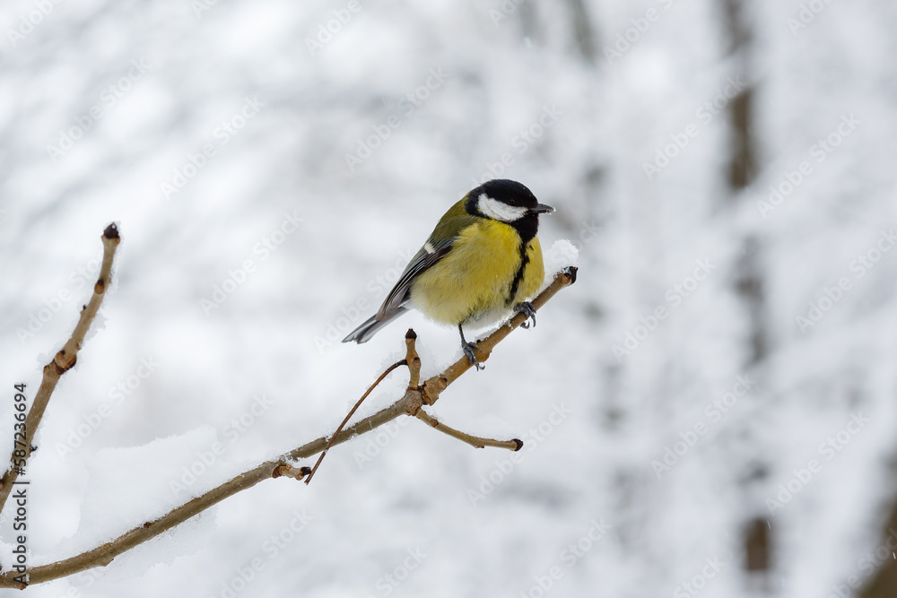The great tit or big tit, ( lat. Parus major )on a snow-covered branch on the background of a winter landscape The great tit or big tit, ( lat. Parus major )on a snow-covered branch on the background of a winter landscape