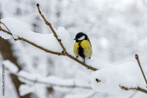 The great tit or big tit, ( lat. Parus major )on a snow-covered branch on the background of a winter landscape