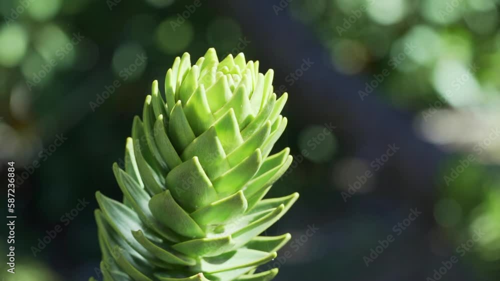 Detail of Araucaria tree branch, also evergreen coniferous tree or monkey tail tree, with thick sharp needles, close to Lanin volcano in the border region between Argentina and Chile. Detail of Araucaria tree branch, also evergreen coniferous tree or monkey tail tree, with thick sharp needles, close to Lanin volcano in the border region between Argentina and Chile.