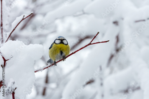 Common tit , or green tit , or blue tit ( lat. Cyanistes caeruleus ) in winter time on theon a snowy branch