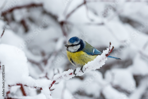Common tit , or green tit , or just tit , or blue tit ( lat. Cyanistes caeruleus ) in winter time