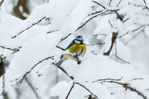  Common tit , or green tit , or just tit , or blue tit ( lat. Cyanistes caeruleus ) in winter time