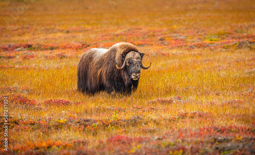 Musk Ox (Ovibos moschatos) on the tundra in autumn colors in the vicinity of Nome, Alaska 