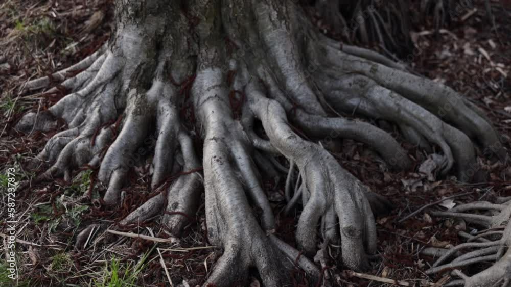 Bare roots of old pine tree protruded from ground. Landscape of old