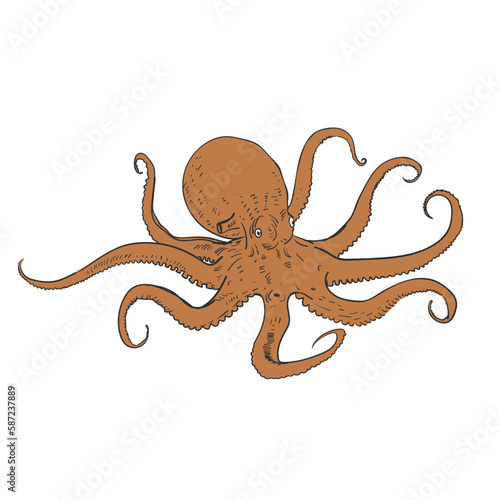 Octopus isolated on white