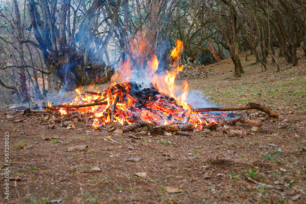 Burning forest debris to clear the forest floor for collecting the dry leaves next year