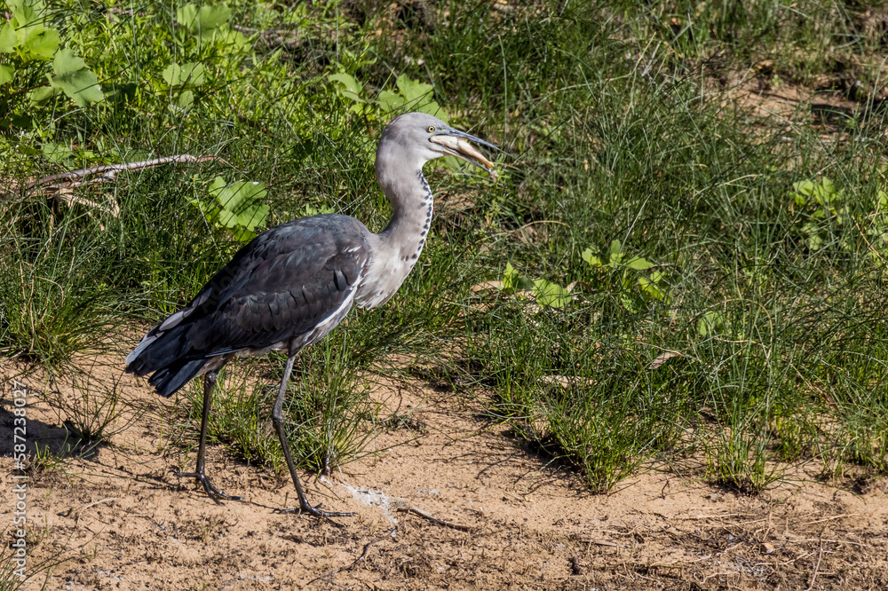 Fototapeta premium White-necked or Pacific Heron in Australia