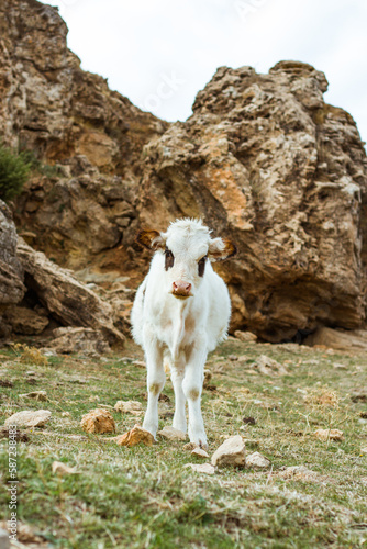 Cow in the mountains (ID: 587238483)