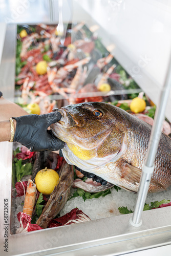 dettaglio delle mani di  un cuoco che seleziona il pescato da cucinare ,  da una vasca in metallo nella cucina di un ristorante  photo