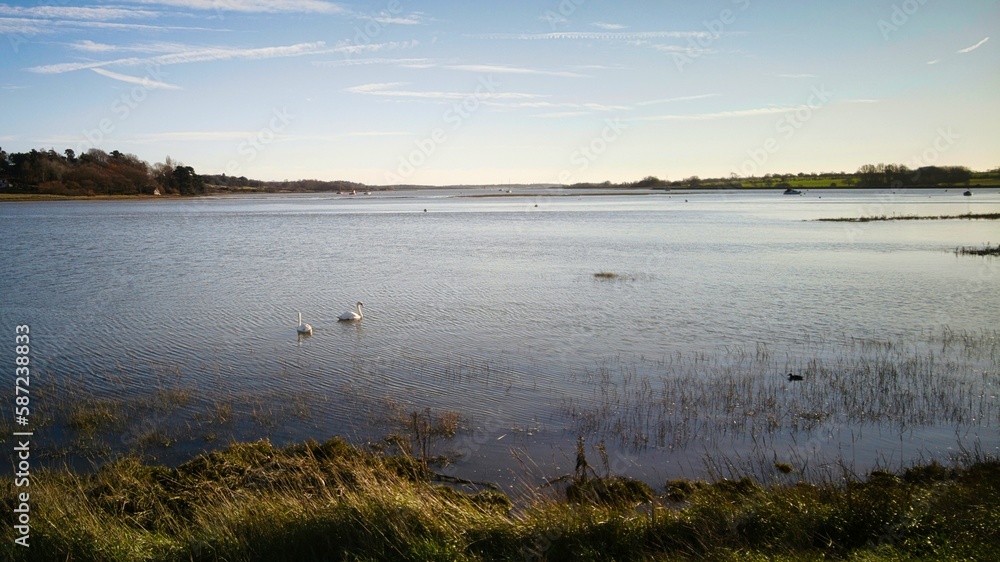 Beautiful shot of a pair of swans in a lake Beautiful shot of a pair of swans in a lake