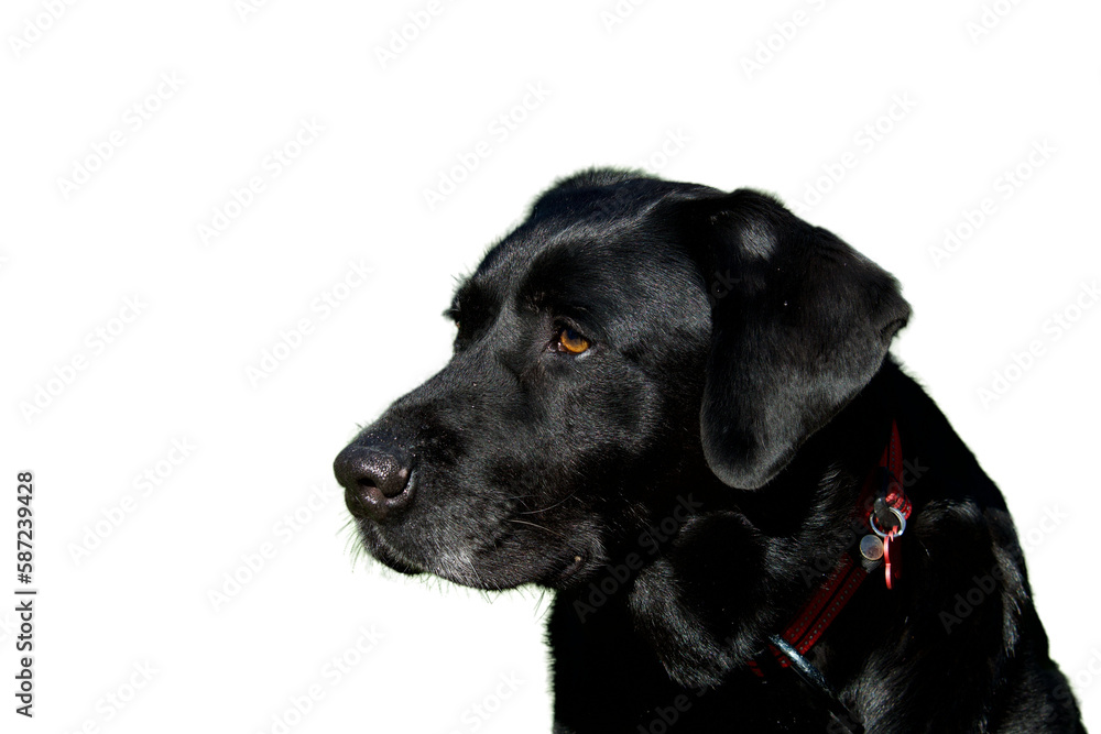 Beautiful side view of a head of a black labrador retriever dog with shiny hair looking away on a black background.